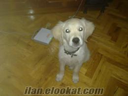 Bursada satılık golden retriever cinsi erkek köpek(Bakım seti hediye)