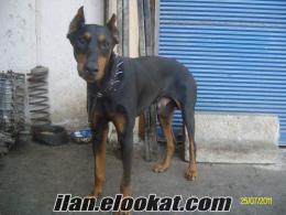 satılık ERKEK DoberMAN (1, 5 yaşında)