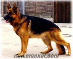 ALMAN KURT LABRADOR HUSKY ROTTWEİLER GOLDEN VE DİĞER IRKLAR REFERANS VERİLİR