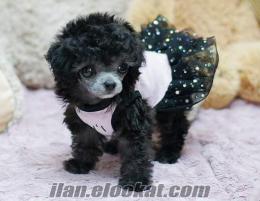 POODLE MICRO TEACUP YAVRU