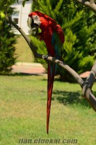 kırmızı ara papaganı Antalya Konyaaltı ara papagan