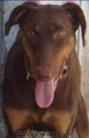 Kızıl Doberman Damızlık Dişi