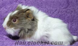 Yavru Dişi Guinea Pig