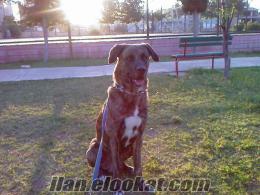 BOXER-KANGAL KIRMASI 7 YASINDA TİGER