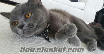 British Shorthair Kedime Erkek Eş Aranıyor