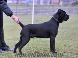 FCI SECERELİ 14 AYLIK CANE CORSO ERKEK VONKUJO DA