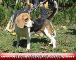 BEAGLE PAMUKÇU DOGHOUSE DA