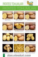 patates tohumu kayseri MARFONA PATATES TOHUMU SATIYORUZ