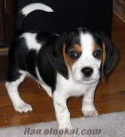 BEAGLE YAVRUMUZ 3 AYLIK DİŞİ