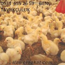 genç tavukçuluk civciv, ördek, hindi, etlik ve yumurtalık civciv satışı