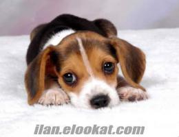 ücretsiz köpekle Ücretsiz erkek Beagle arıyorum