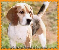 İSTANBUL MALTEPEDE BEAGLE CİNSİ KÖPEK BULDUM BOYNUNDA SARI TASMASI VAR