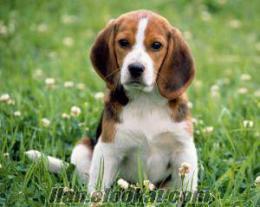 Beagle cinsi yavru köpek arıyorum mümkün olursa evlat edineceğim yada alacağım