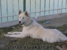 beyaz husky