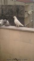 İstanbulda satılık beyaz güvercin