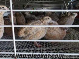 damızlık keklik yumurtası Satılık Bıldırcın Amerikan Jumbo 400 gr