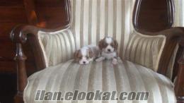 Satılık Cavalier King Charles Spaniel köpek yavrular.