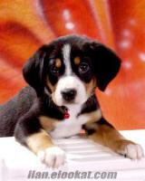 Çocuklarınıza Dost Yavru Entlebucher