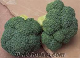 Brokoli heraklion f1 tohumu