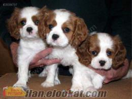 satılık cavalier king charles istanbul SUN PET SHOP