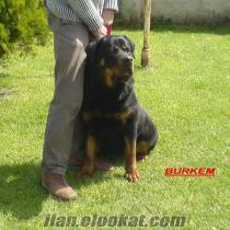 Konyada ırk garantili yavru rottweiler