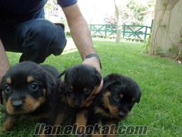 saf rottweiler köpekler