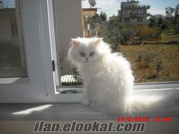 alanyada sahibinden satılık safkan 8aylık iran kedisi