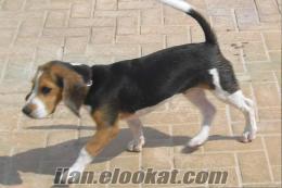 9 aylık erkek beagle