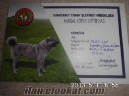 ankarada sahibinden satılık sertifikalı kangal köpeği