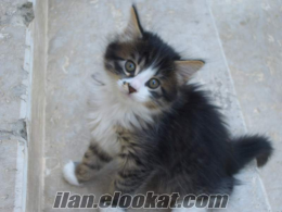 Ankara'da 4 aylık kedi yavrusu