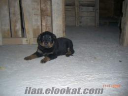 Satılık 2.6.2012 Doğumlu Koca kafalı Macar Rottweiler Yavruları