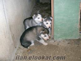 sibirya kurdu satılık yavru köpek (4 adet dişi)