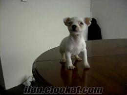 Satılık Beyaz Jack Russell Terrier (Maske filmindeki köpek)