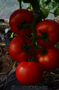 Hibrit domates tohumları