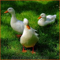 CÜCE ÖRDEK ( CALL DUCK )