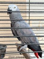 karbon siyahı Kongo Afrika Gri Papağanı (JACO) (CITES Belgeli ve Bilezikli)