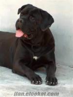 İZMİT KOCAELİ SATILIK SİYAH CANECORSO 5 AYLIK DİŞİ