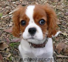Ücretsiz Cavalier King Charles Spaniel yada Beagle yavrusu istiyorum