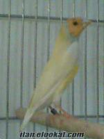 ---- satılık mutasyon gouldian finch ----