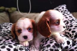 IRK VE SAĞLIK GARANTİLİ CAVALIER KING CHARLES