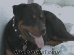 rottweiler sağlık karnesi var