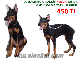 Doberman Yavrusu satılık fatih çapa semti - istanbul