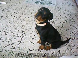 satılık rottweiler yavrusu