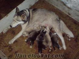 satılık sibirya kurdu(husky) Giresun