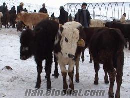 limuzin inek Kurbana Yaylıma Gidecek Satılık Kars Danası