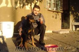 mersinden ücretsiz doberman yavruları