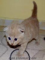 scottish fold yavru erkek 1 aylık