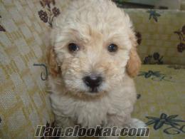 satılık terrier yavruları (toy poodlel) tüy dökmeyen kıvırcık cinsli