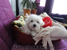 Satılık Yavru Maltese Terrier