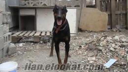 DOBERMAN PİNSCHER